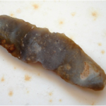 the two sides of a Late Neolithic/Early Bronze Age flint found in Hatherleigh.