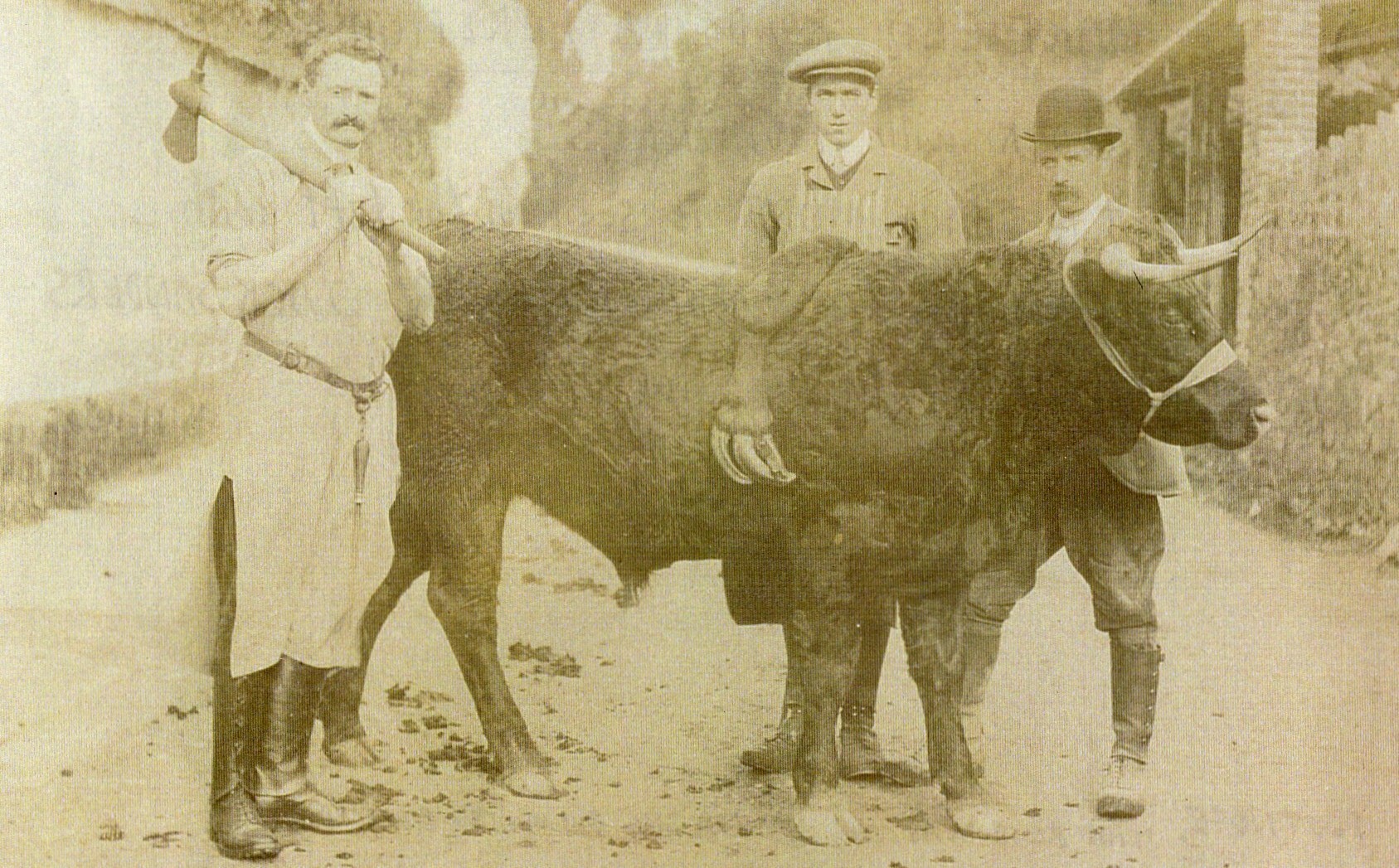 Butcher J G Blackmore with 'The Bullock with 5 legs'