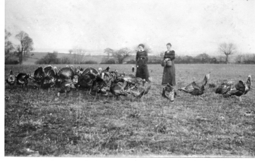 Moor c 1915 Turkeys